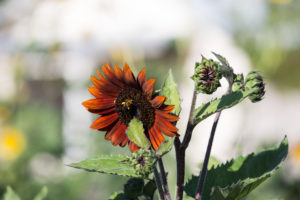 Los Poblanos in New Mexico