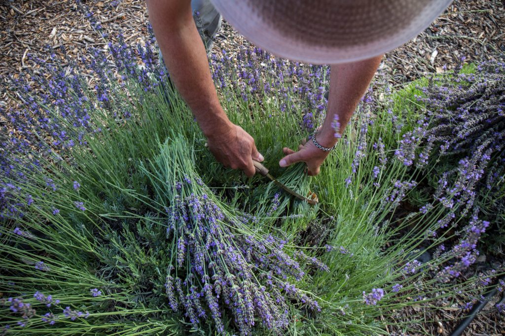 Los Poblanos in New Mexico