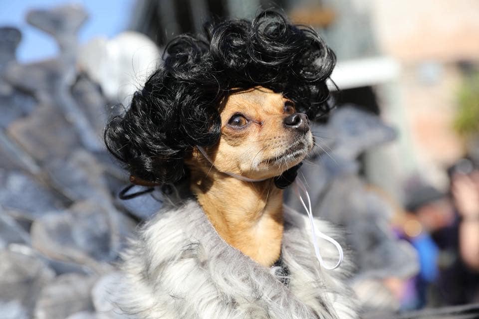 Mardi gras dog parade