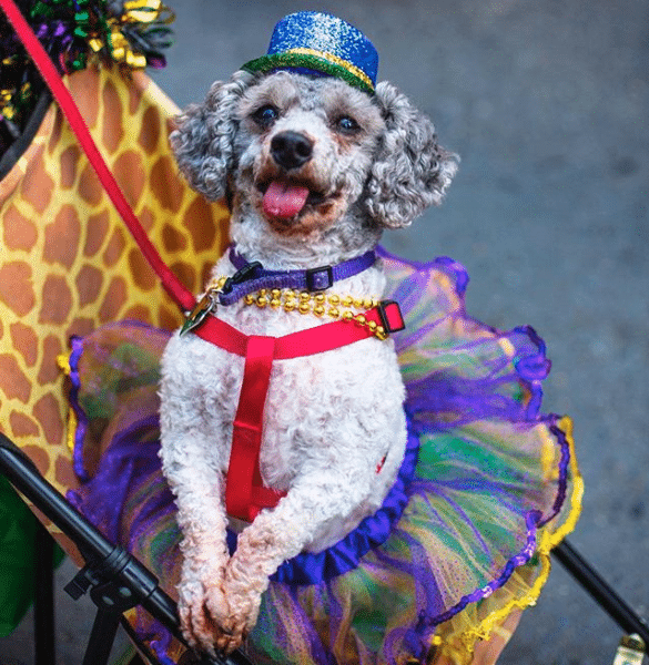 New Orleans Mardi Gras